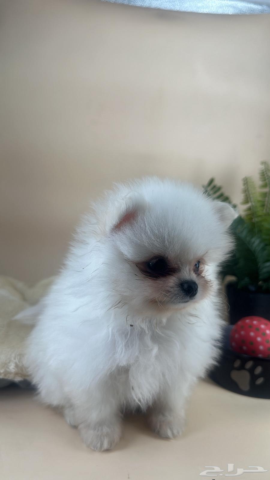 A Pomeranian dog with a cap63174059813250111