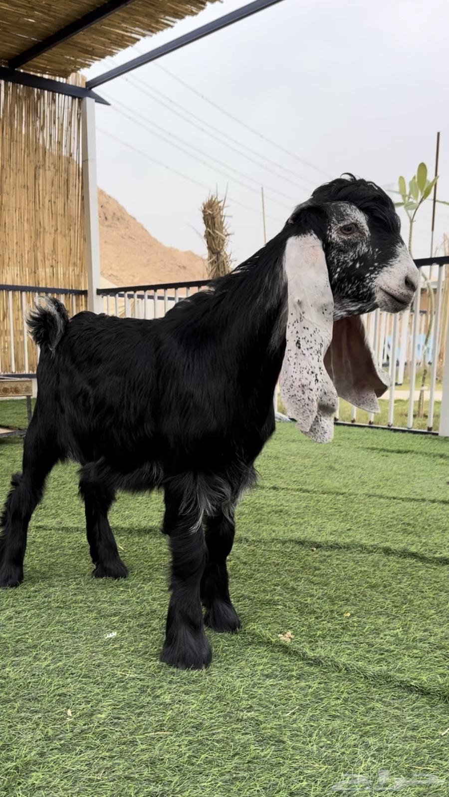 Wild goat631728647978271118