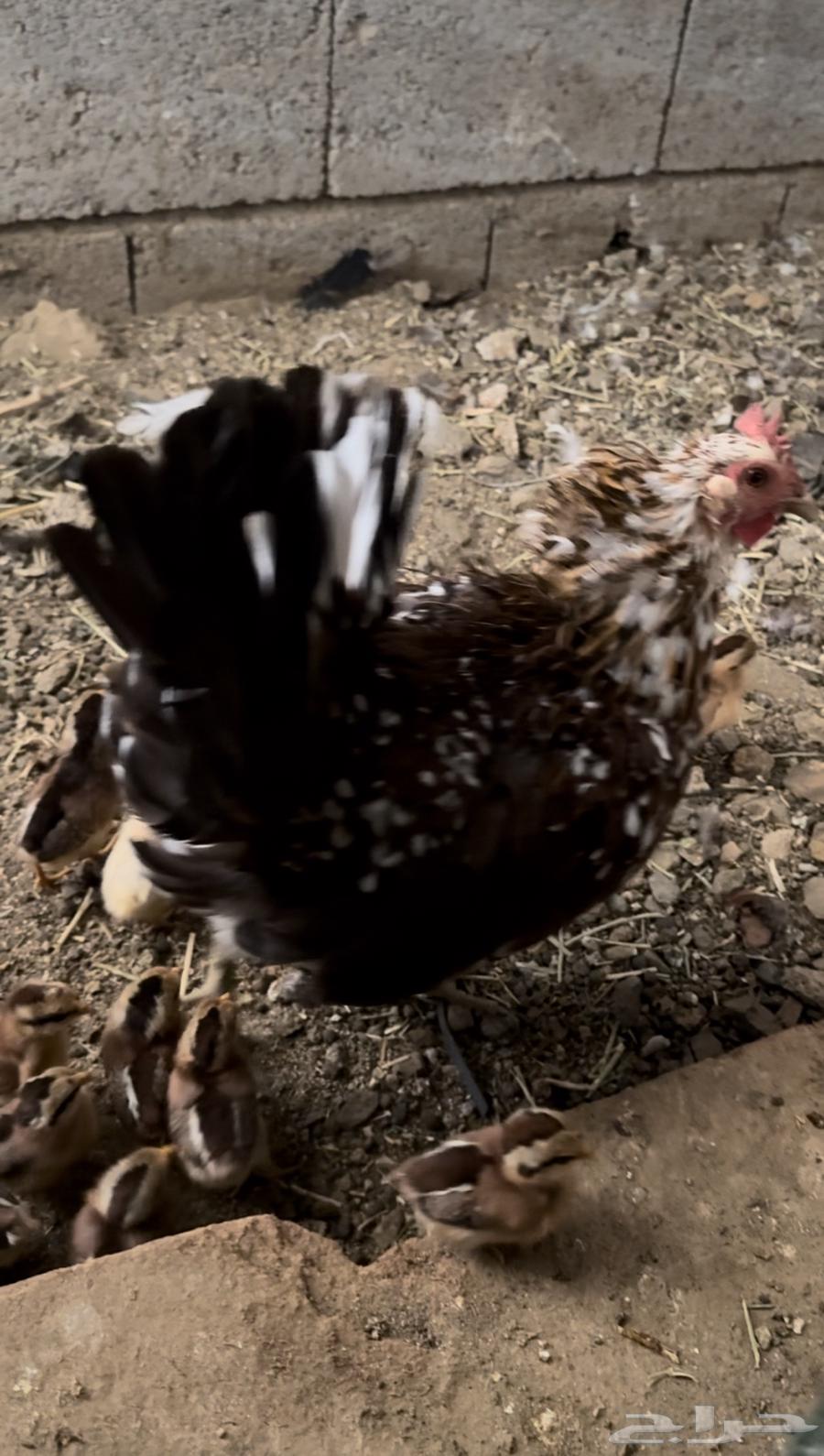 Authentic Arabic chicken, inherited by Hothana. Hatcheries. Sold. Sold63174076383234112