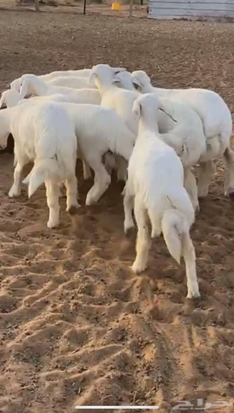 ذبايح سواكن نعيم حري شامل سلخ وتوصيل63174080195585111