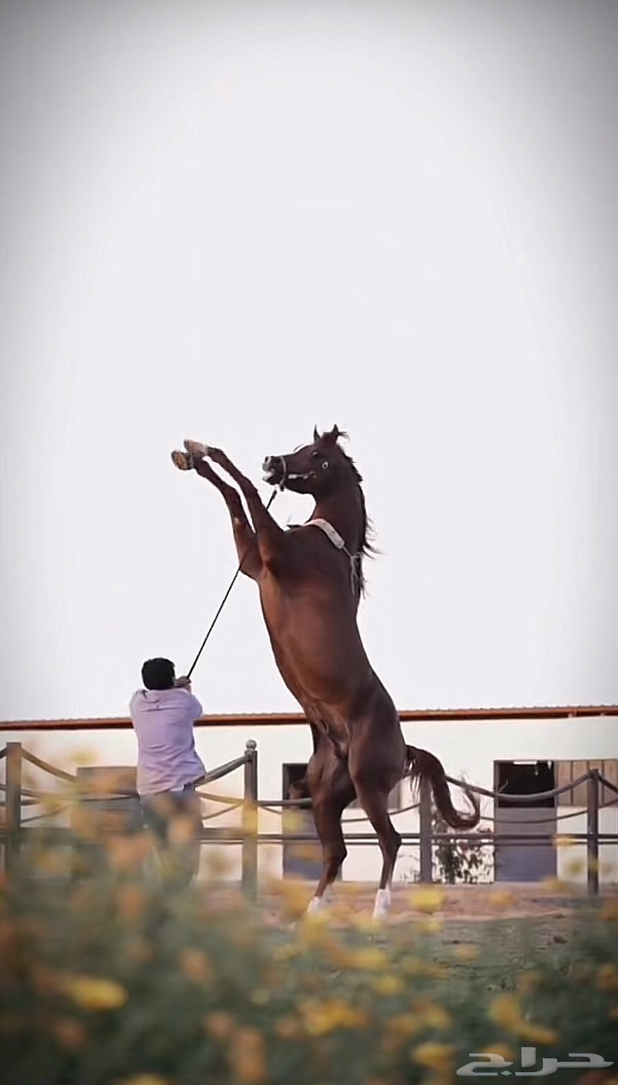 مربط الهيبة - عسف   إيواء   تسمين63174558603906111