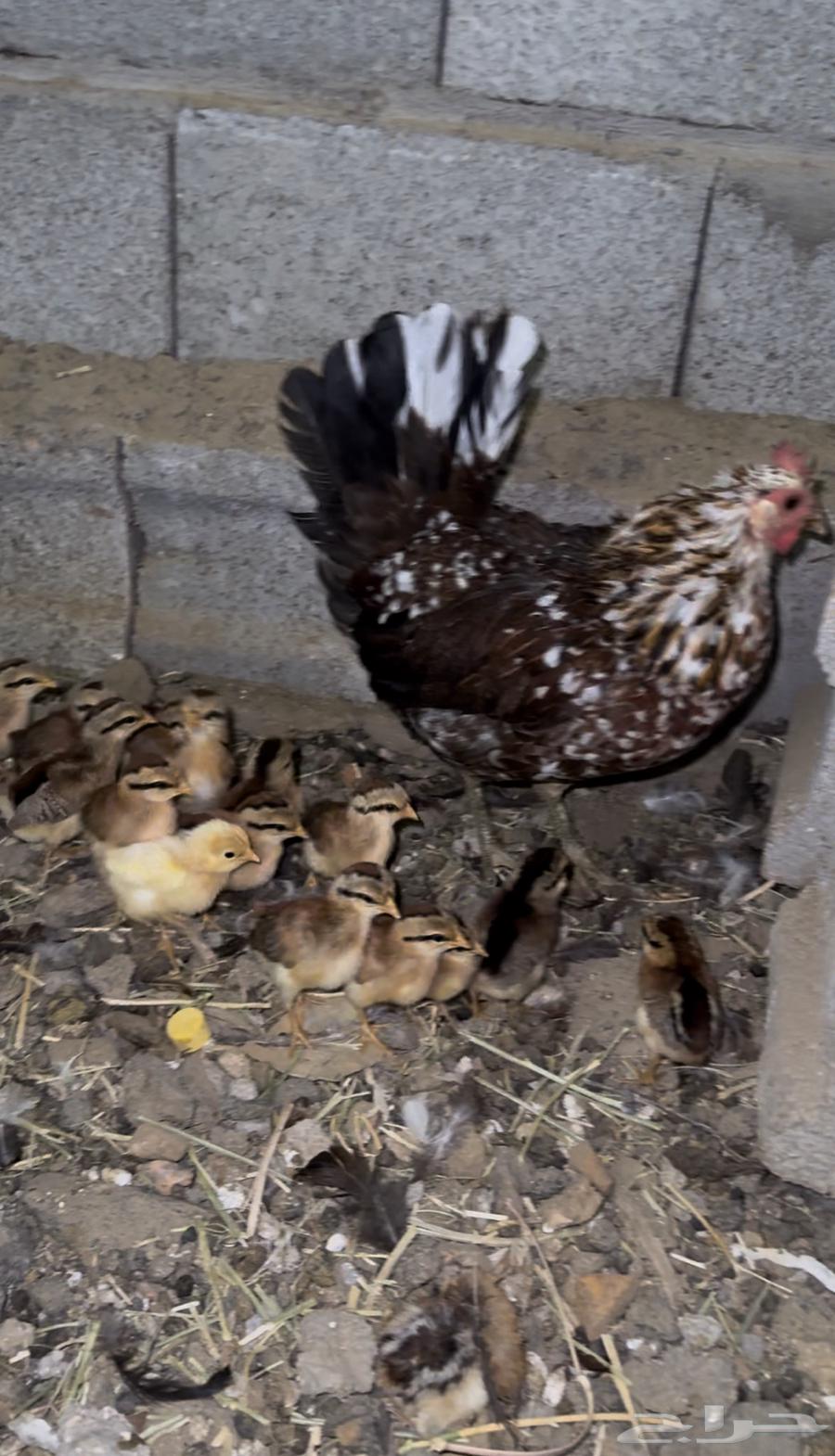 Authentic Arabic chicken, inherited by Hothana. Hatcheries. Sold. Sold63174076383234111