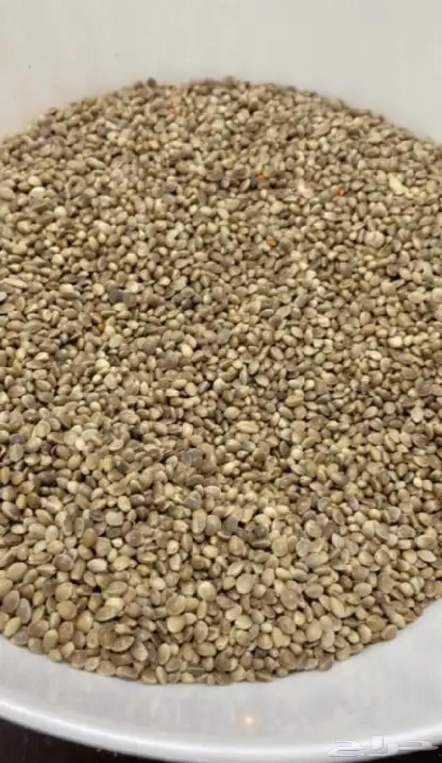 Hemp seeds63172868844034111