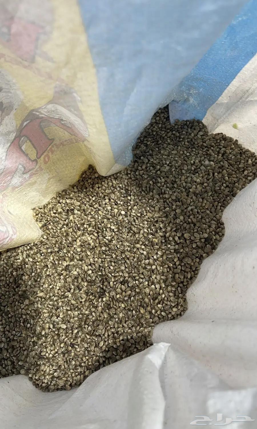 Hemp seeds63172868844034112