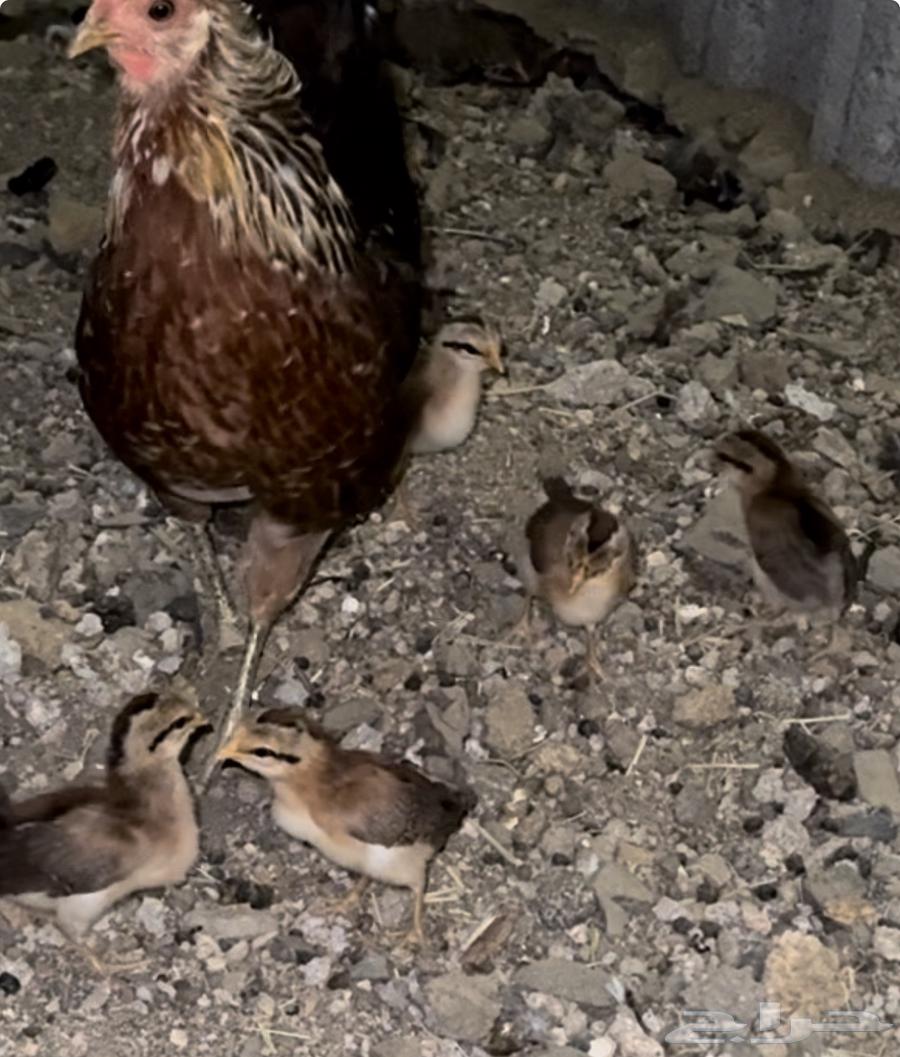 Authentic Arabic chicken, inherited by Hothana. Hatcheries. Sold. Sold63174076383234113
