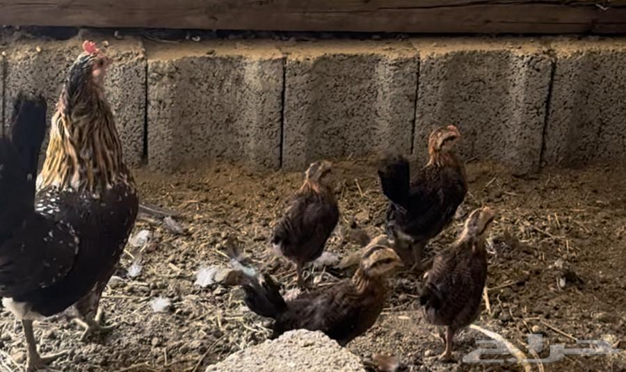 Authentic Arabic chicken, inherited by Hothana. Hatcheries. Sold. Sold63174076383234114