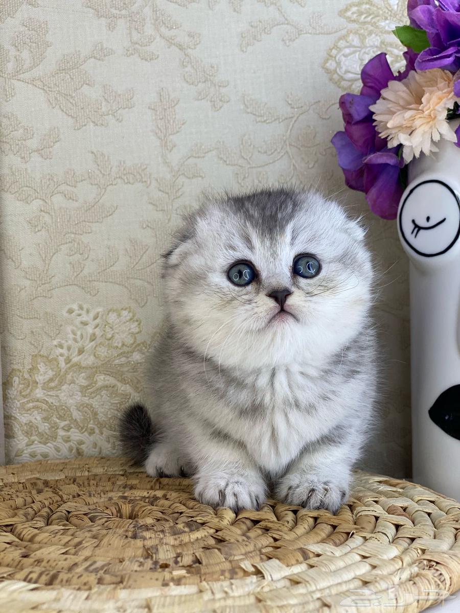 Scottish Fold kittens are cute and small. Two-month-old female cat.63172865298946112