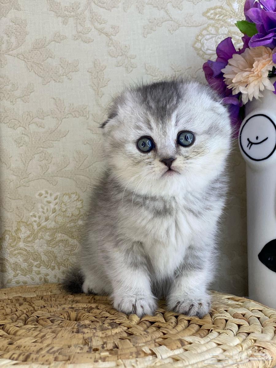 Scottish Fold kittens are cute and small. Two-month-old female cat.63172865298946111
