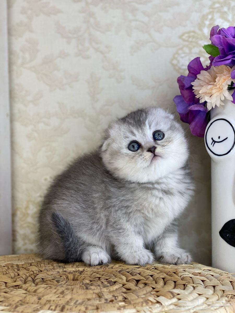Scottish Fold kittens are cute and small. Two-month-old female cat.631728652989461117