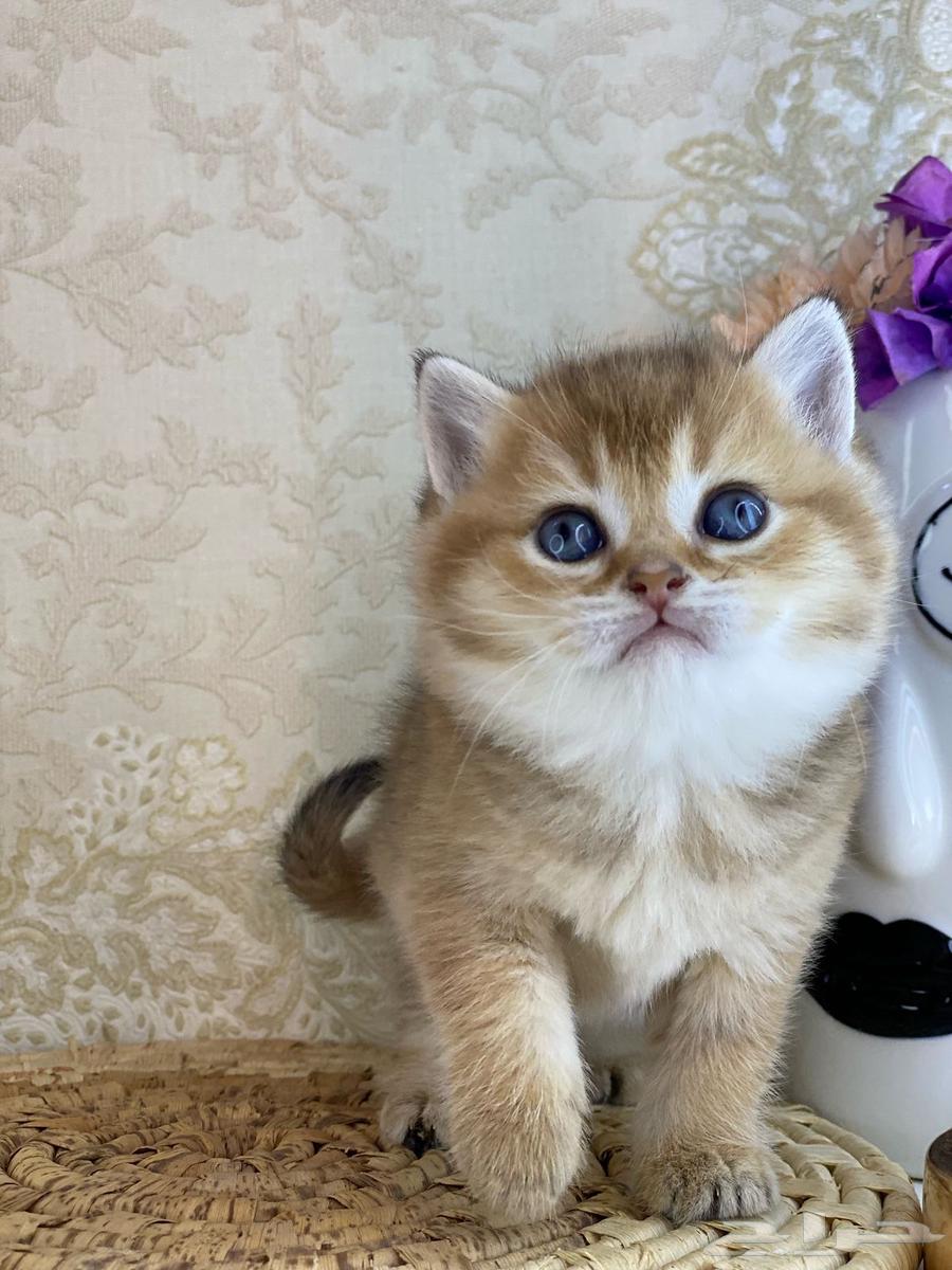 Scottish Fold kittens are cute and small. Two-month-old female cat.63172865298946114