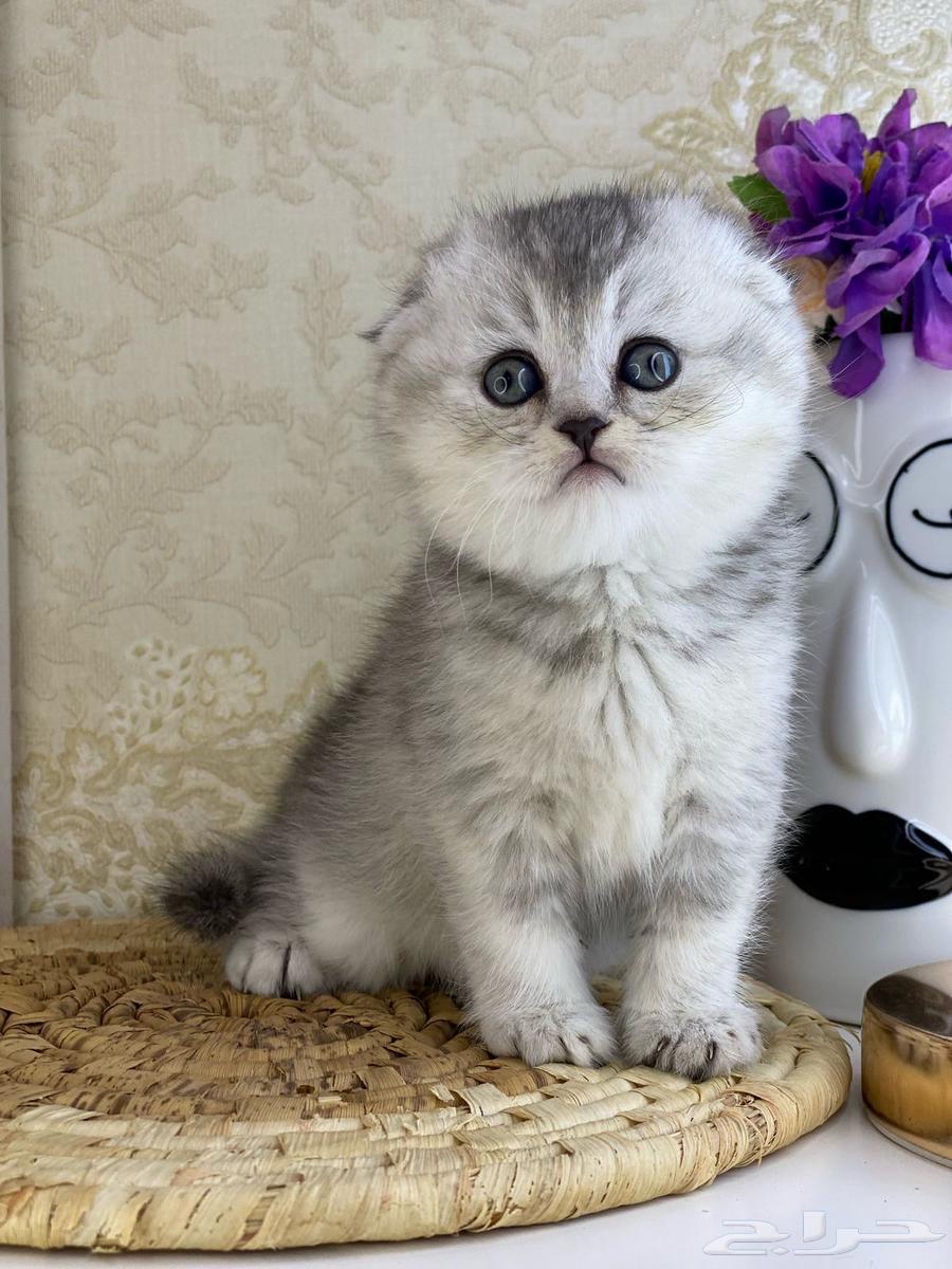 Scottish Fold kittens are cute and small. Two-month-old female cat.63172865298946113