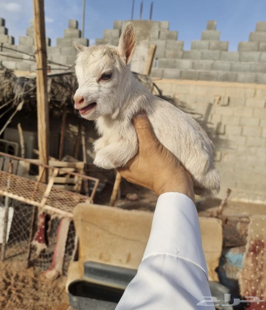 ماعز قزم الصغير جدا الماعز القزم بيور قفص مجاني مدرب63174052600195114