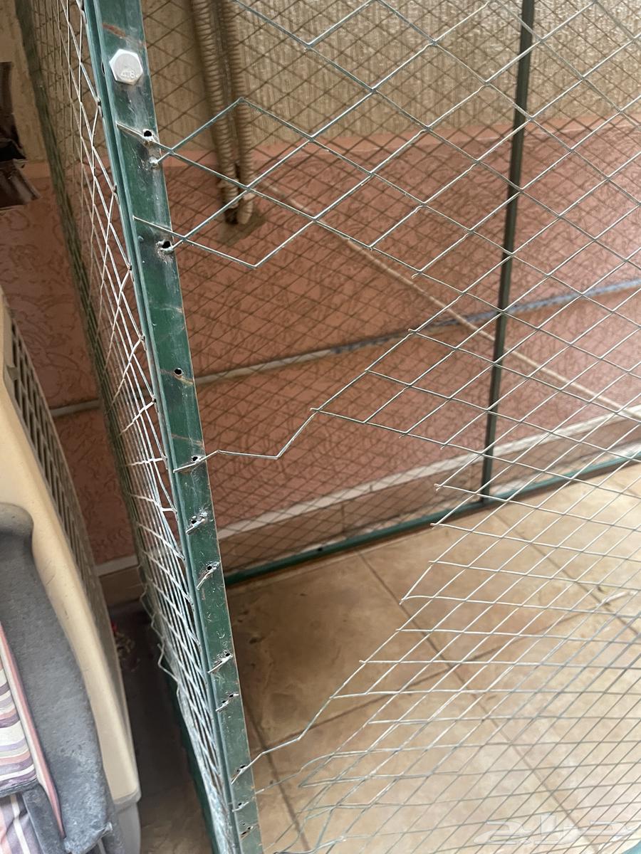 Animal network63173232950145114