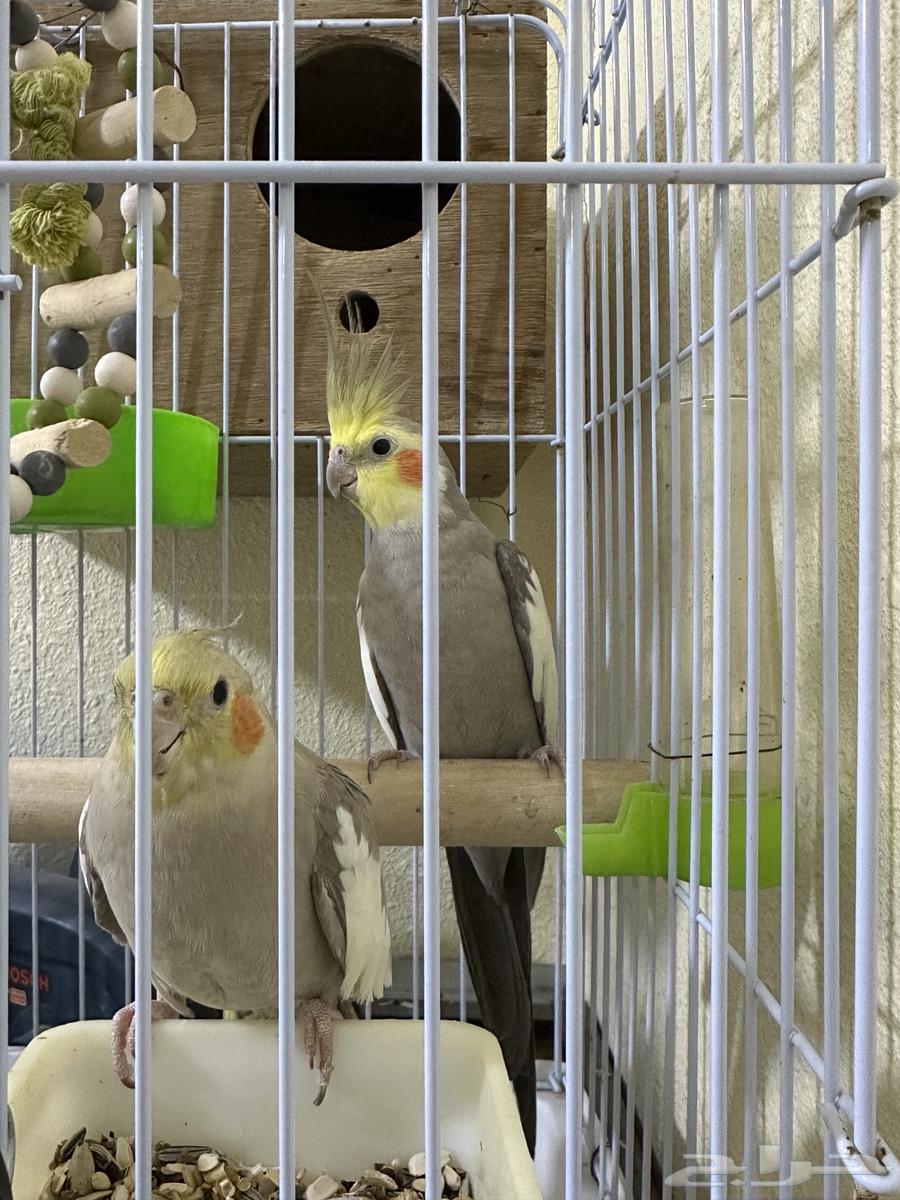 كروان63174075824898112