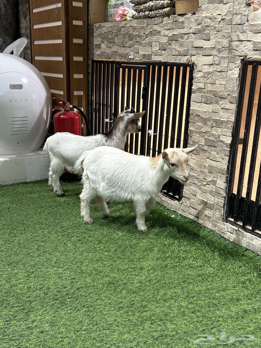 Dwarf goat631750357274891119