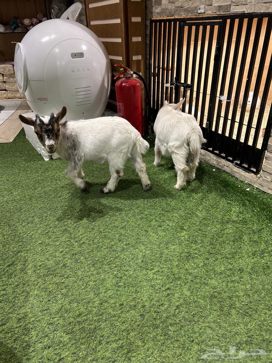 Dwarf goat63175035727489114