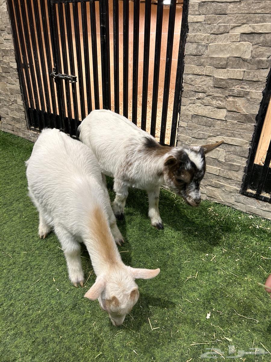 Dwarf goat63175035727489111