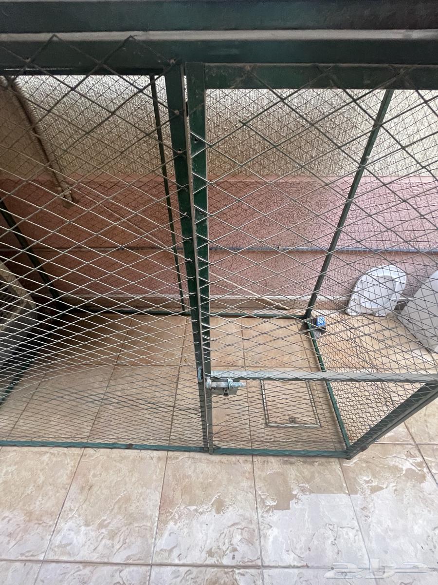 Animal network63173232950145112