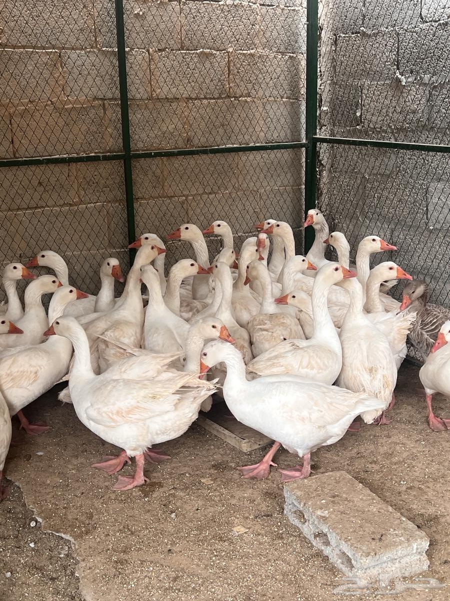 للبيع وز ابيض عربي ( تم البيع )63174052810498112