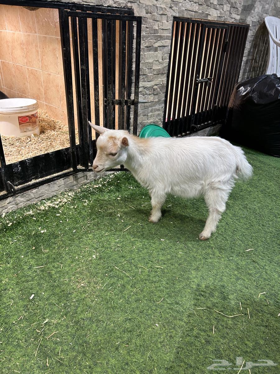 Dwarf goat63175035727489113