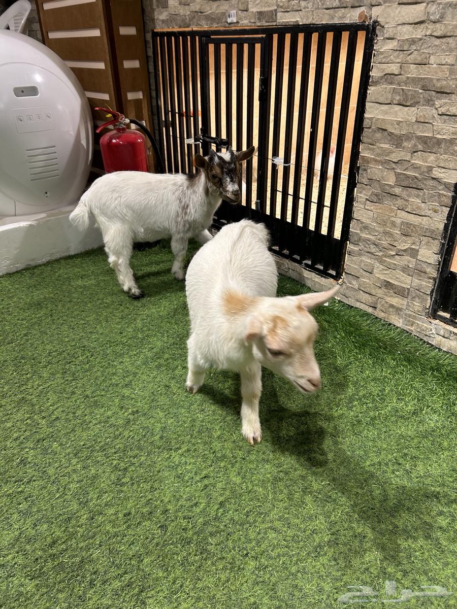 Dwarf goat63175035727489112