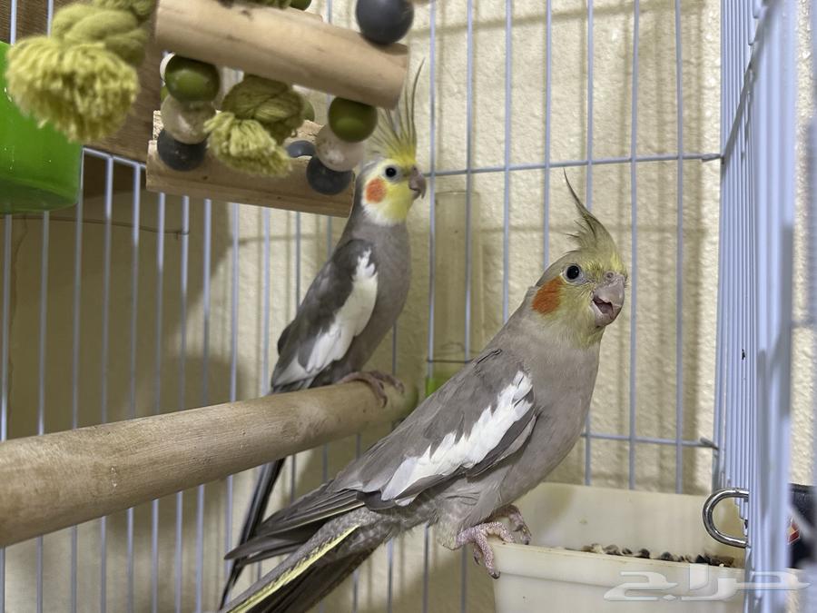 كروان63174075824898111