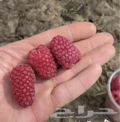 شلات توت العليق الاحمر والاصفر والاسود63173244751233113