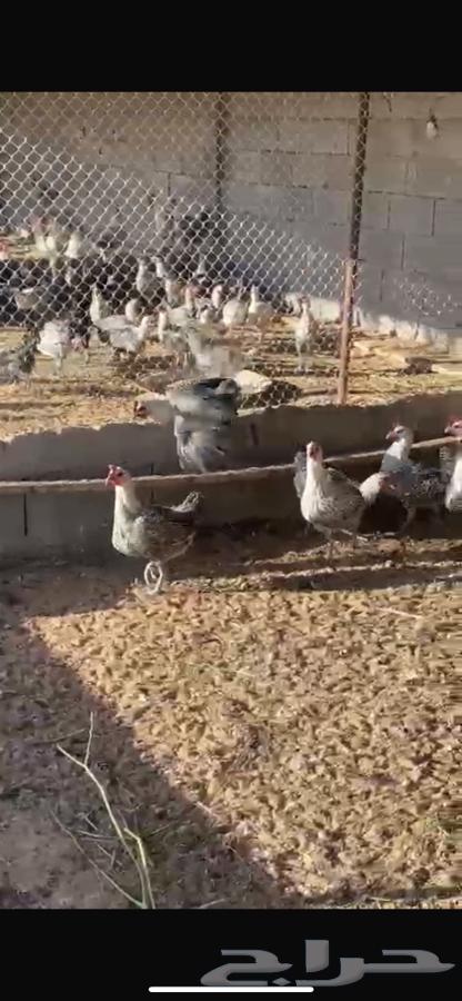 Chicken from Fayoum for sale63175044238466113
