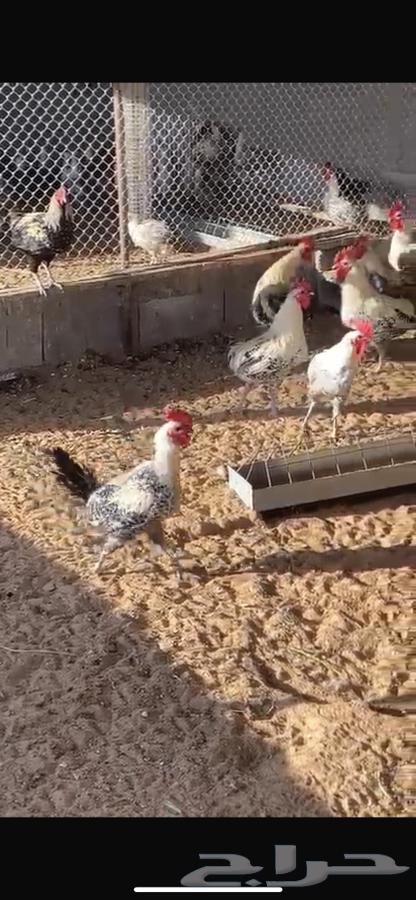 Chicken from Fayoum for sale63175044238466114