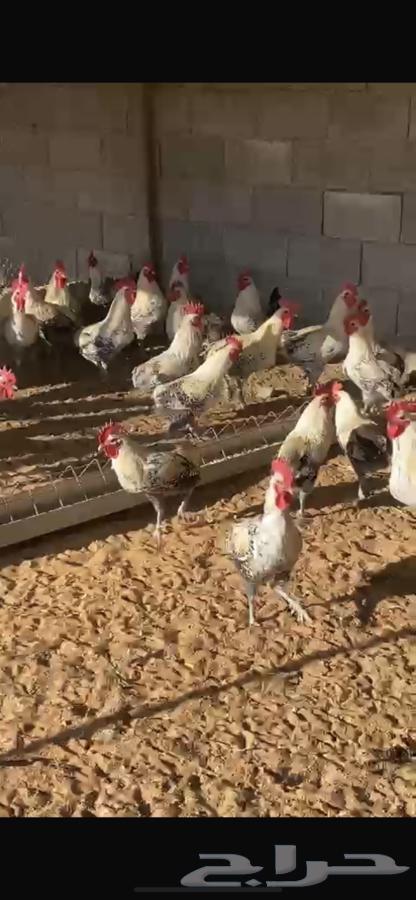 Chicken from Fayoum for sale63175044238466111