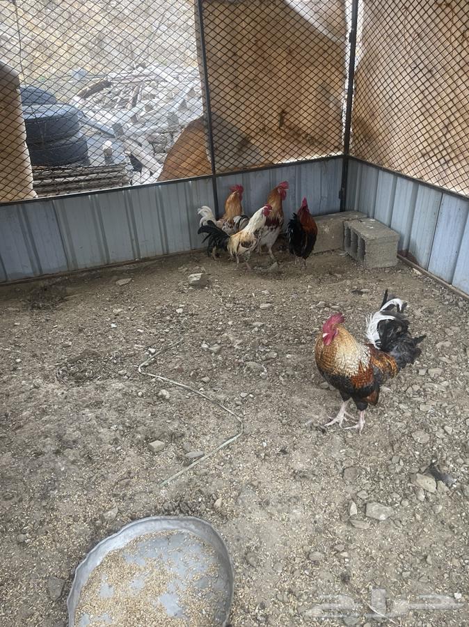 Chicken for sale631736005203231127