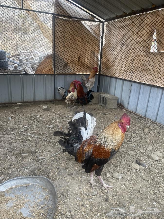 Chicken for sale63173600520323111