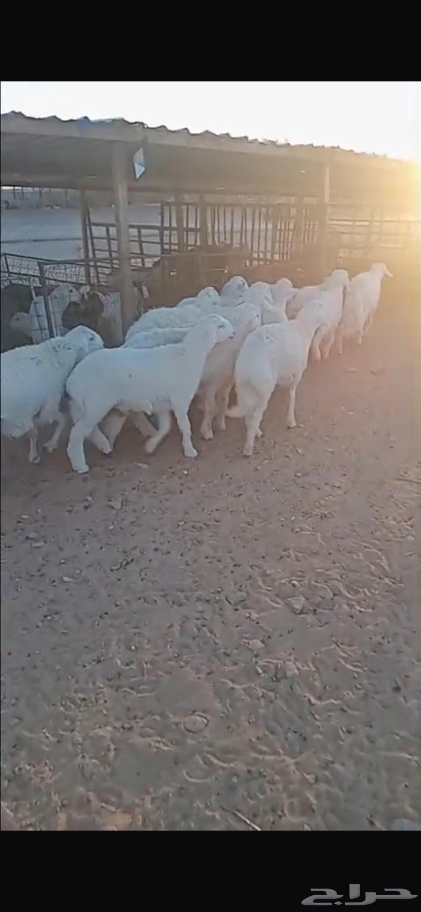 ذبايح حريات للبيع مع الصلاخة والتوصيل63174529627650112