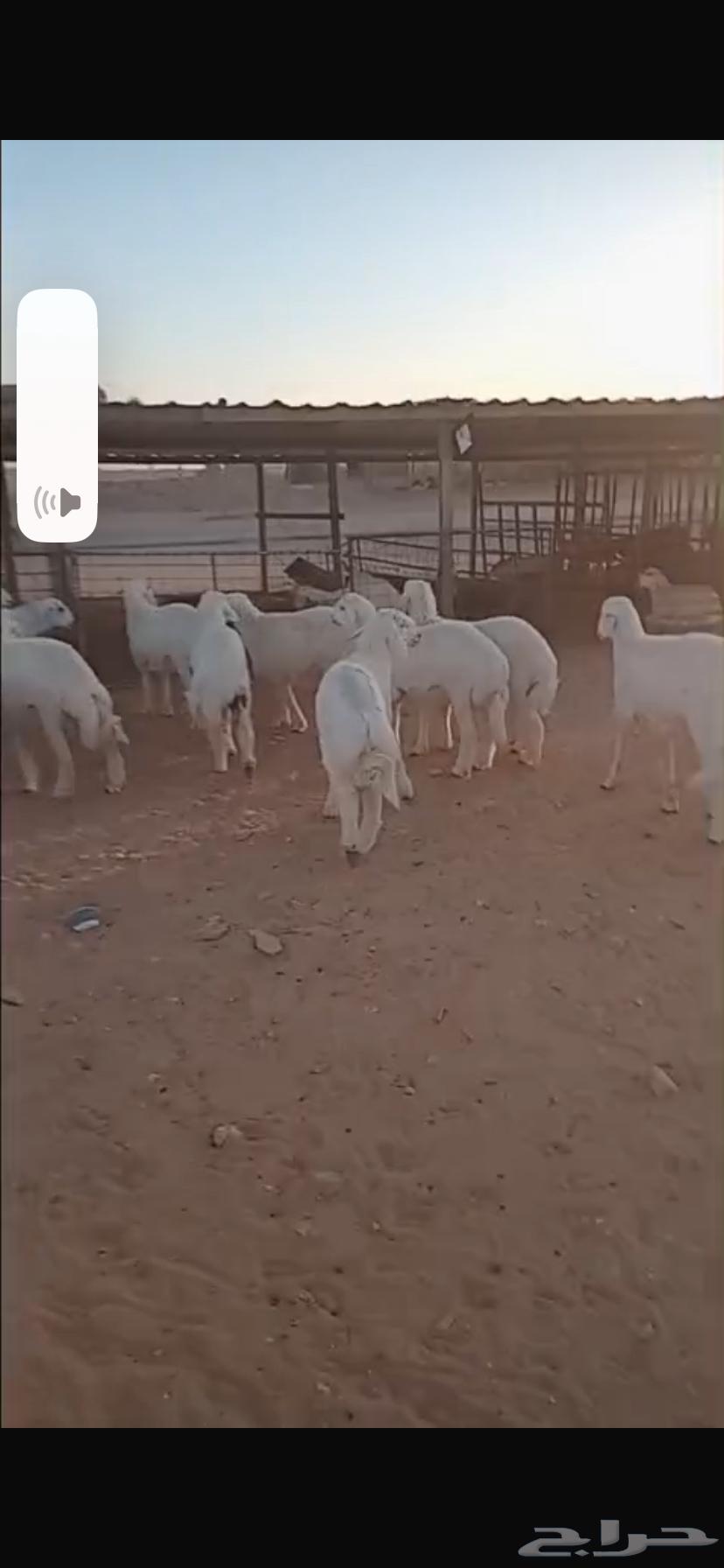 ذبايح حريات للبيع مع الصلاخة والتوصيل63174529627650111