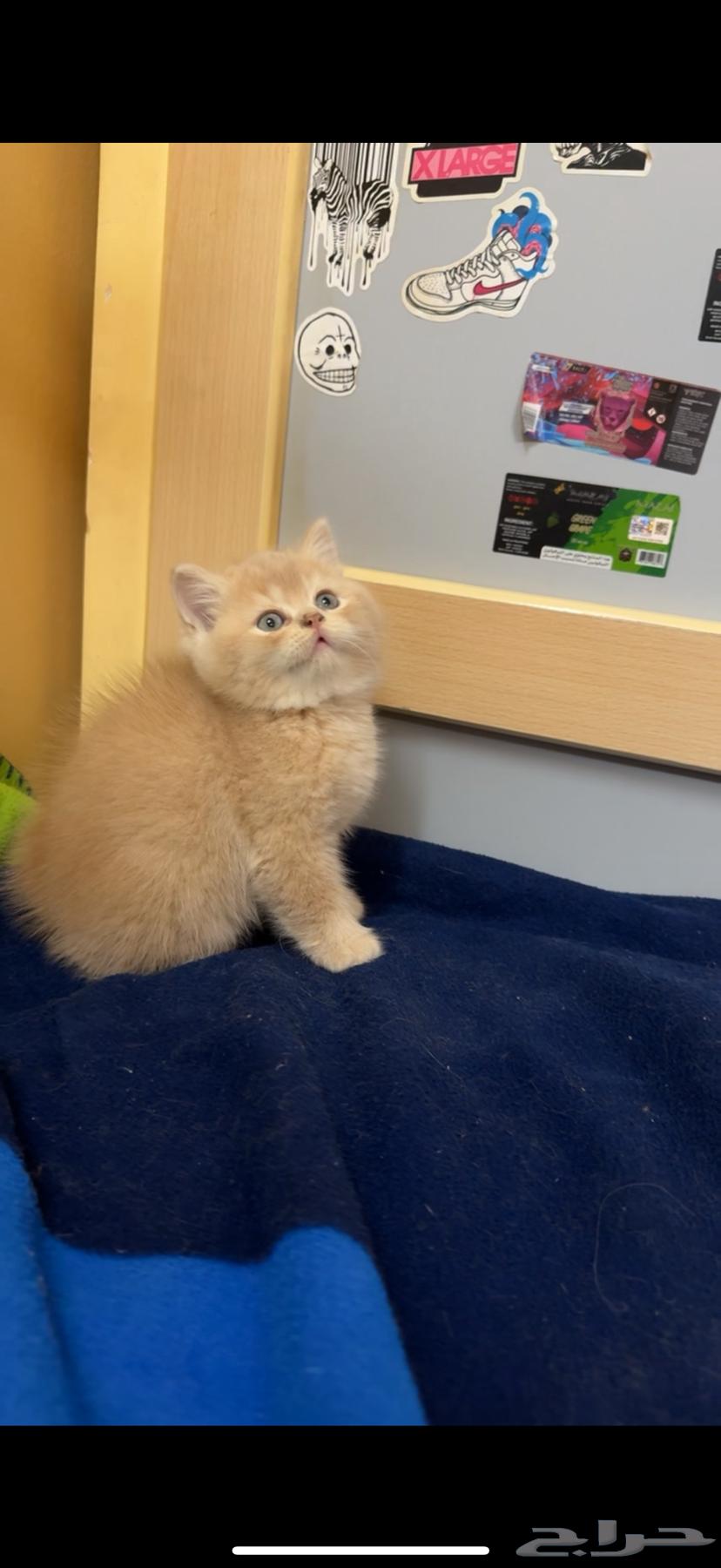 Kittens for sale63175032290817112