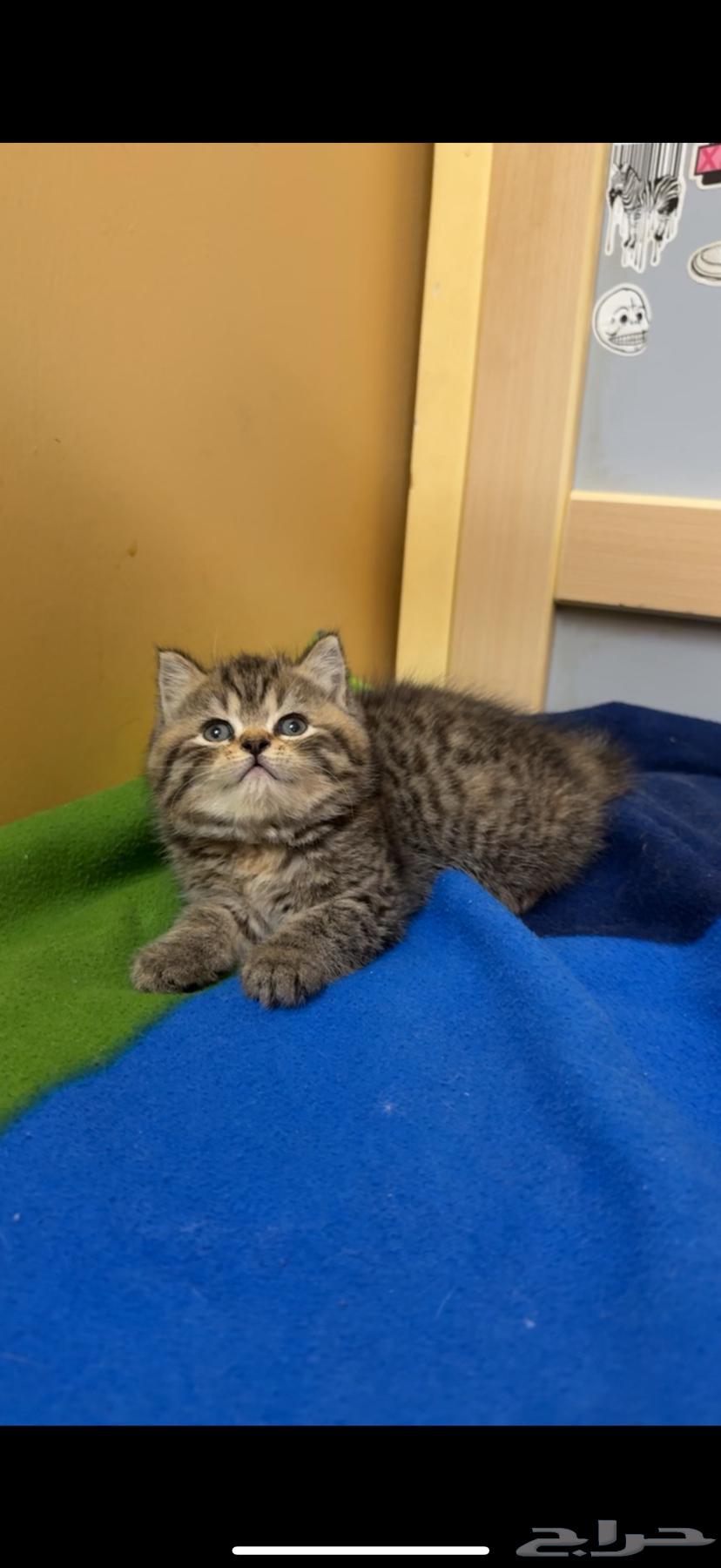 Kittens for sale63175032290817113
