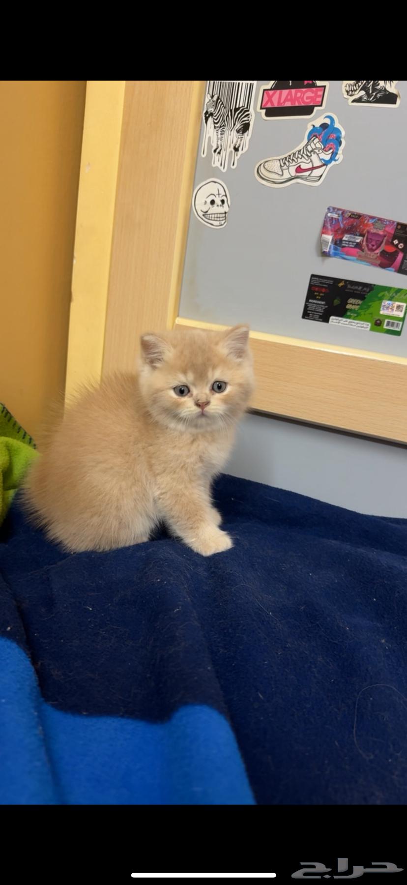 Kittens for sale63175032290817111