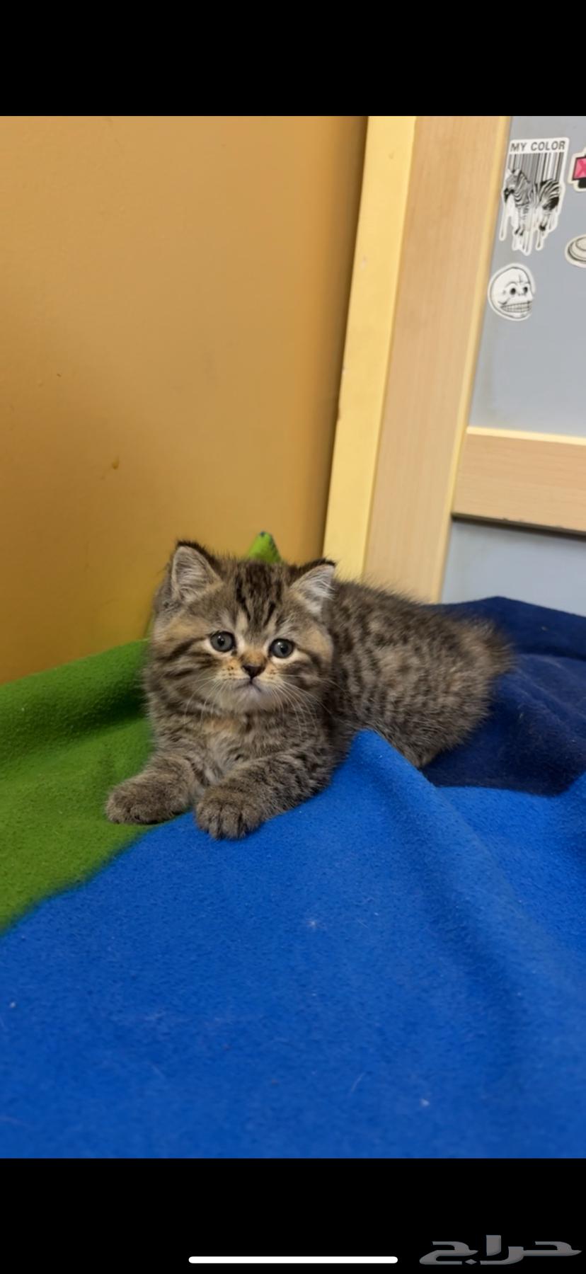Kittens for sale63175032290817114