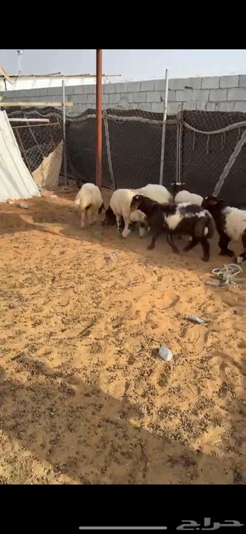 خرفان تضحي((( تم البيييع الله يبارك للجميع )))63173233496706112