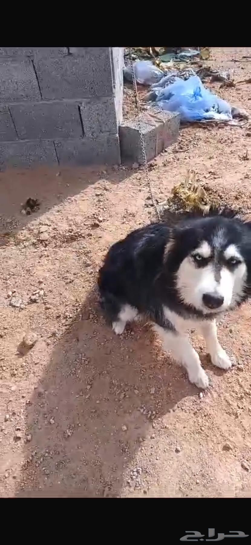 Husky dog for sale63173248424962113