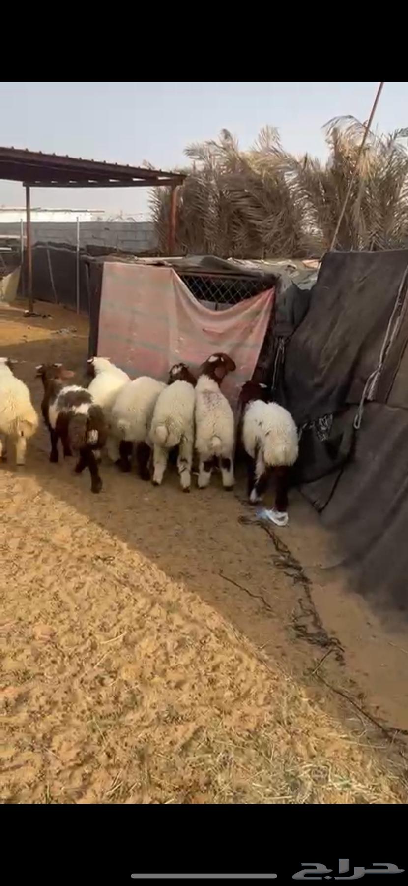 خرفان تضحي((( تم البيييع الله يبارك للجميع )))63173233496706115
