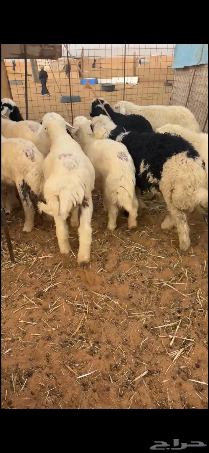 للبيع طليان631750438065931125