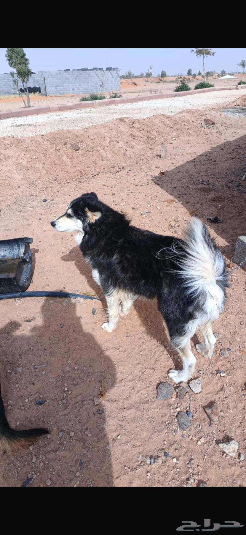 Husky dog for sale63173248424962111