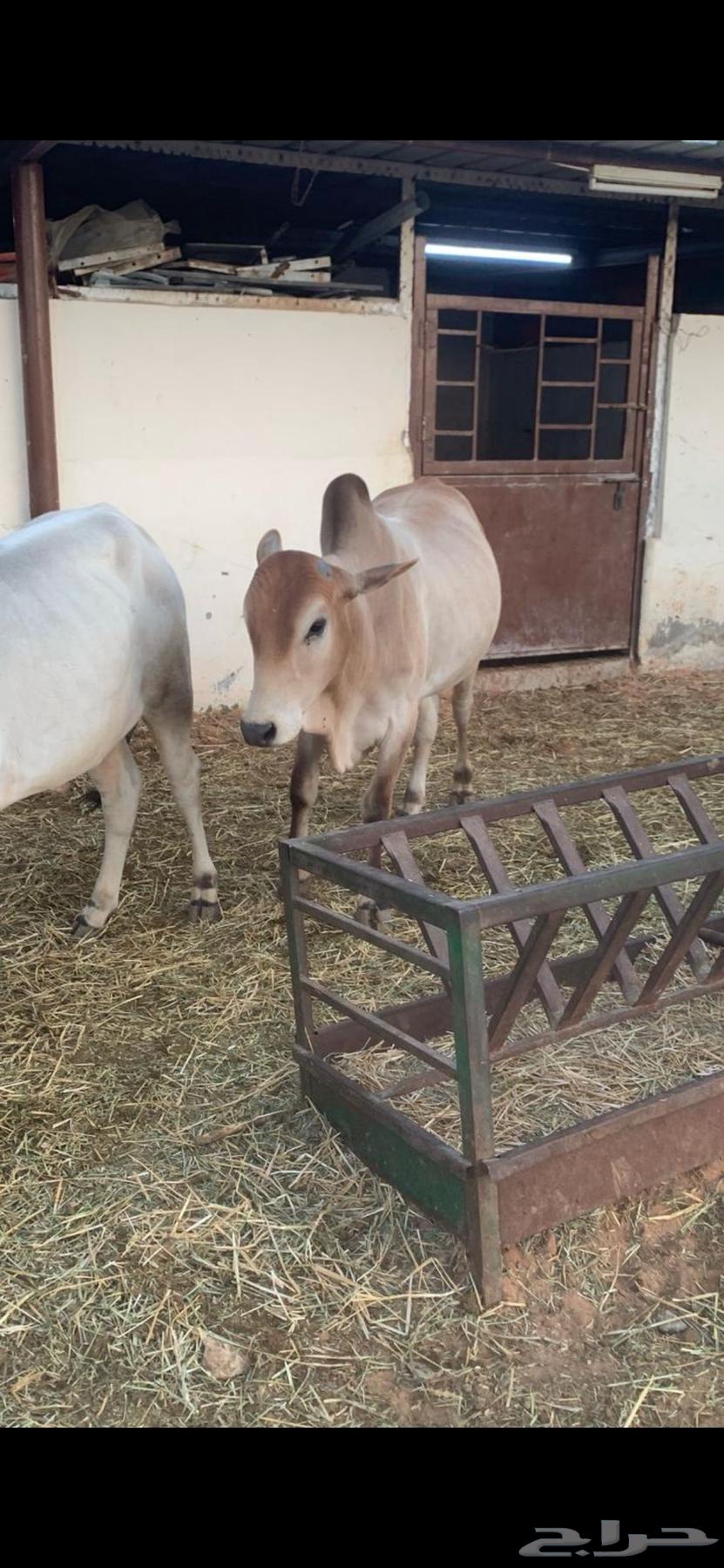 عجول رمضان حسلان بلدي631754948371221117