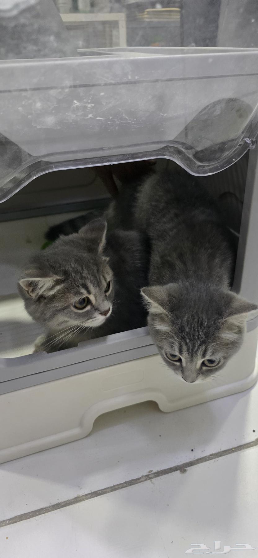 Male cat for sale63172864567297114