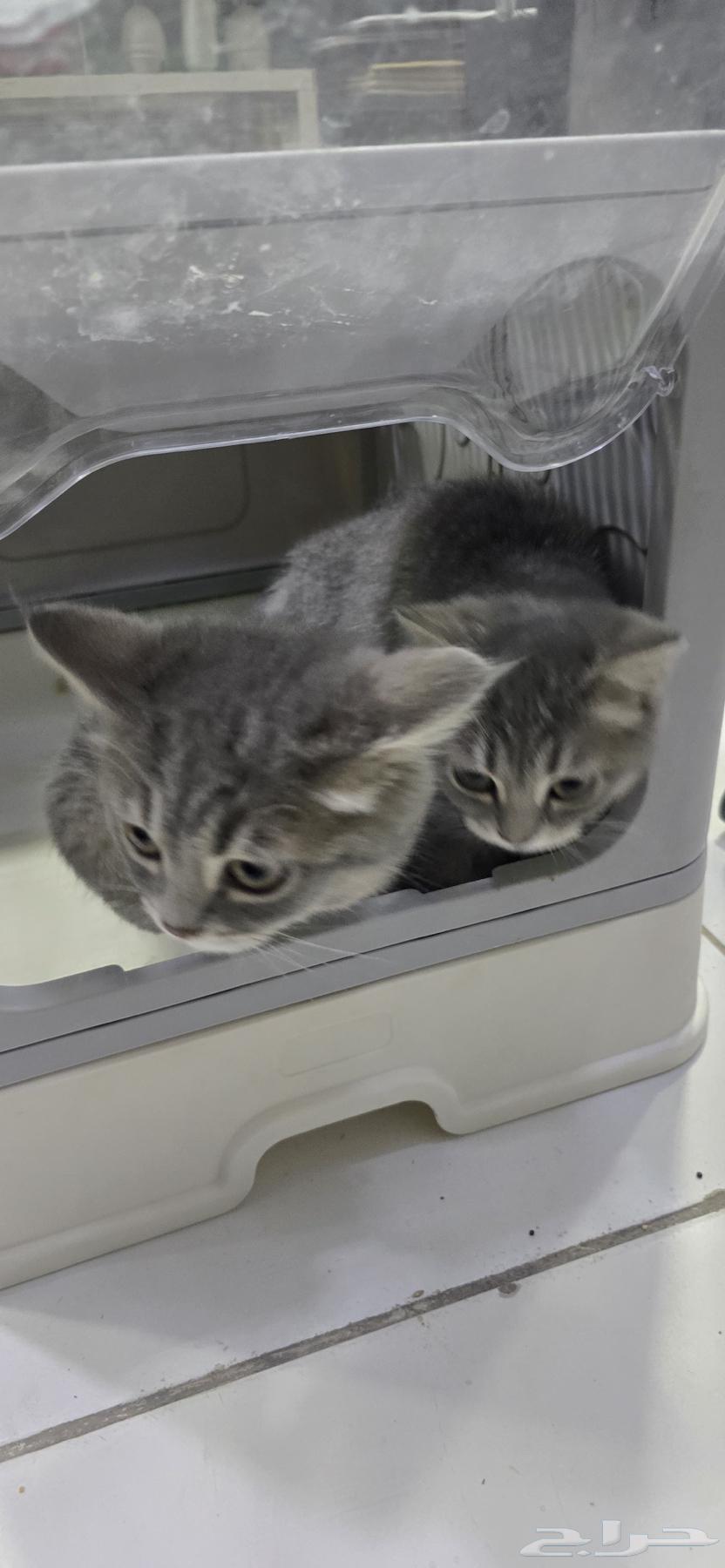 Male cat for sale63172864567297111