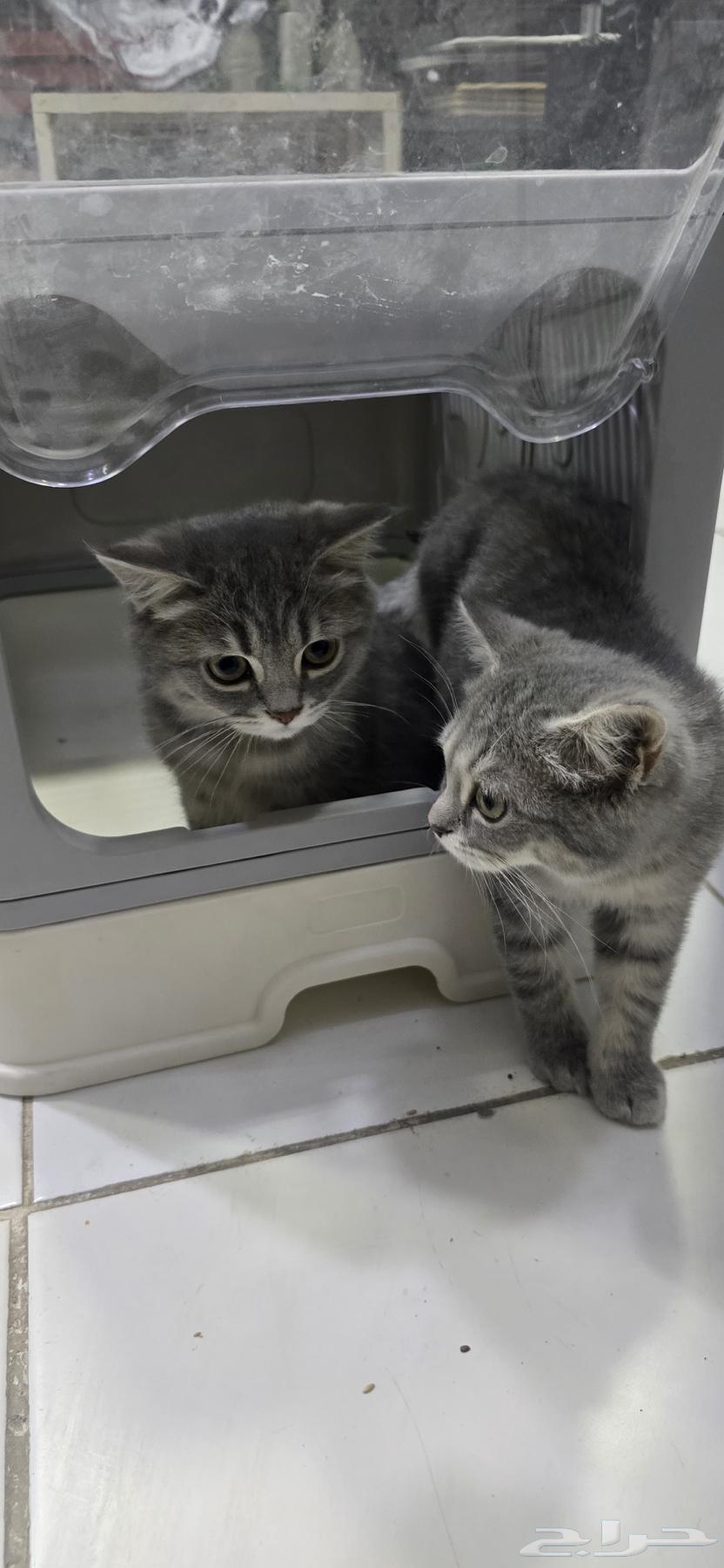 Male cat for sale63172864567297113