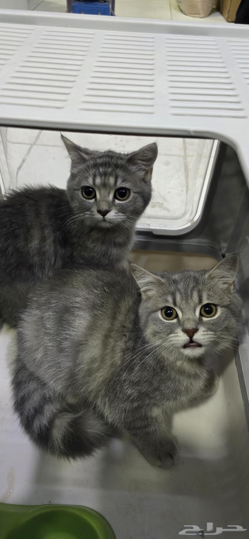 Male cat for sale631728645672971119