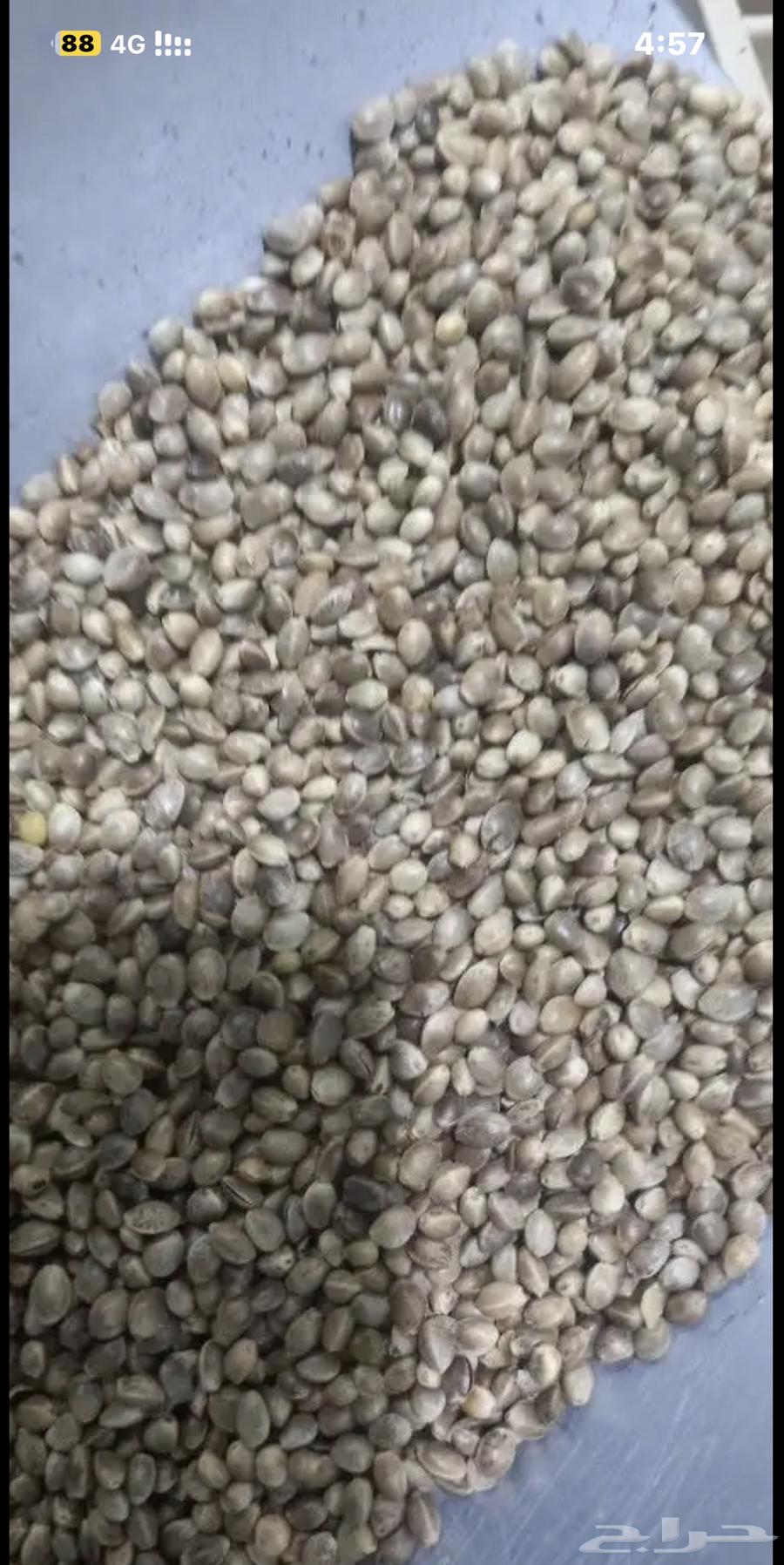 Hemp seeds63172868844034113