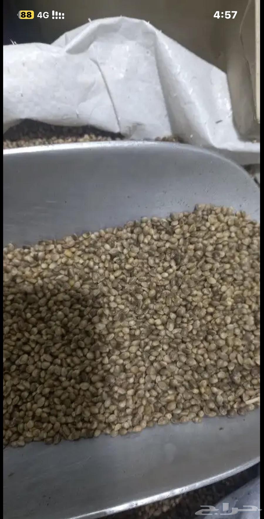 Hemp seeds63172868844034114